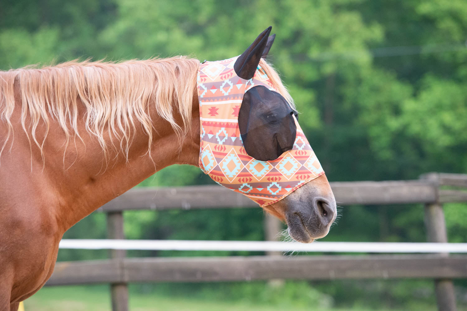 The Importance of Fly Care for Horses