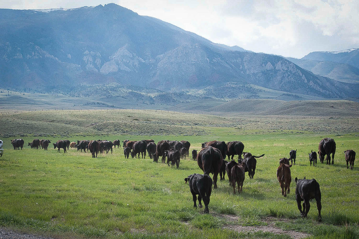 Traditions of The West Ride The Brand Weaver Equine