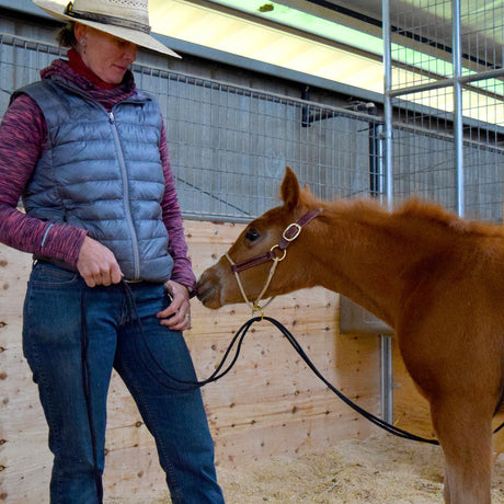 How to Halter Train a Foal: Kalley Krickeberg’s 5 Stage Process