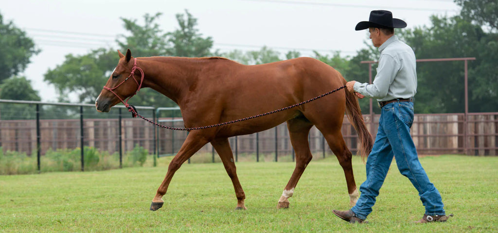 You and Your Horse: Building a Relationship Through Horse Groundwork