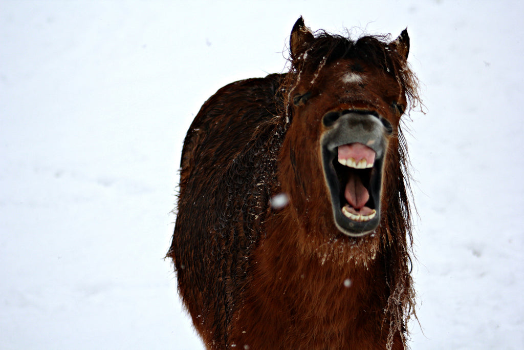 Funny Horse Photos To Brighten Your Day
