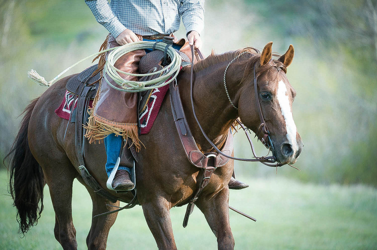 Saddle Bags