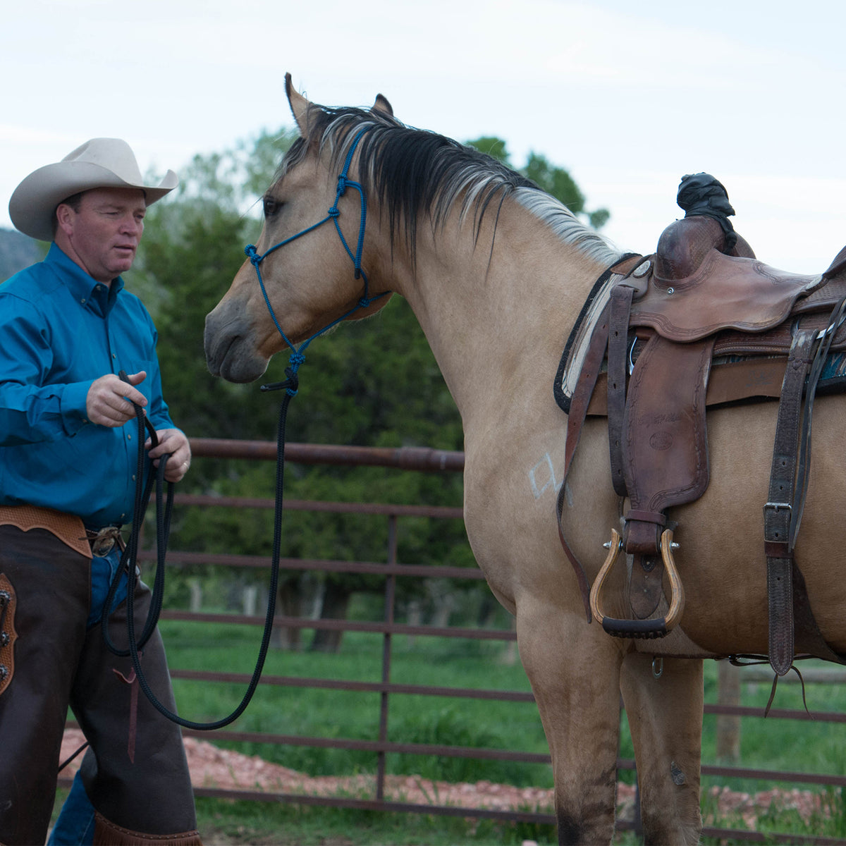 Australian Cattle Dogs Everything About Purchase C