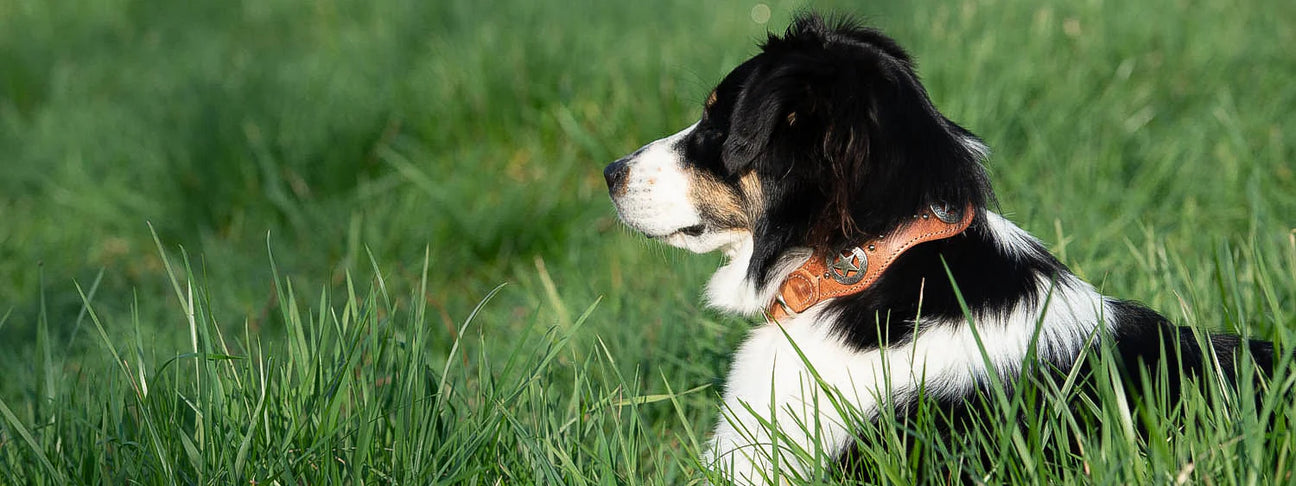 Dog Collars & Leashes