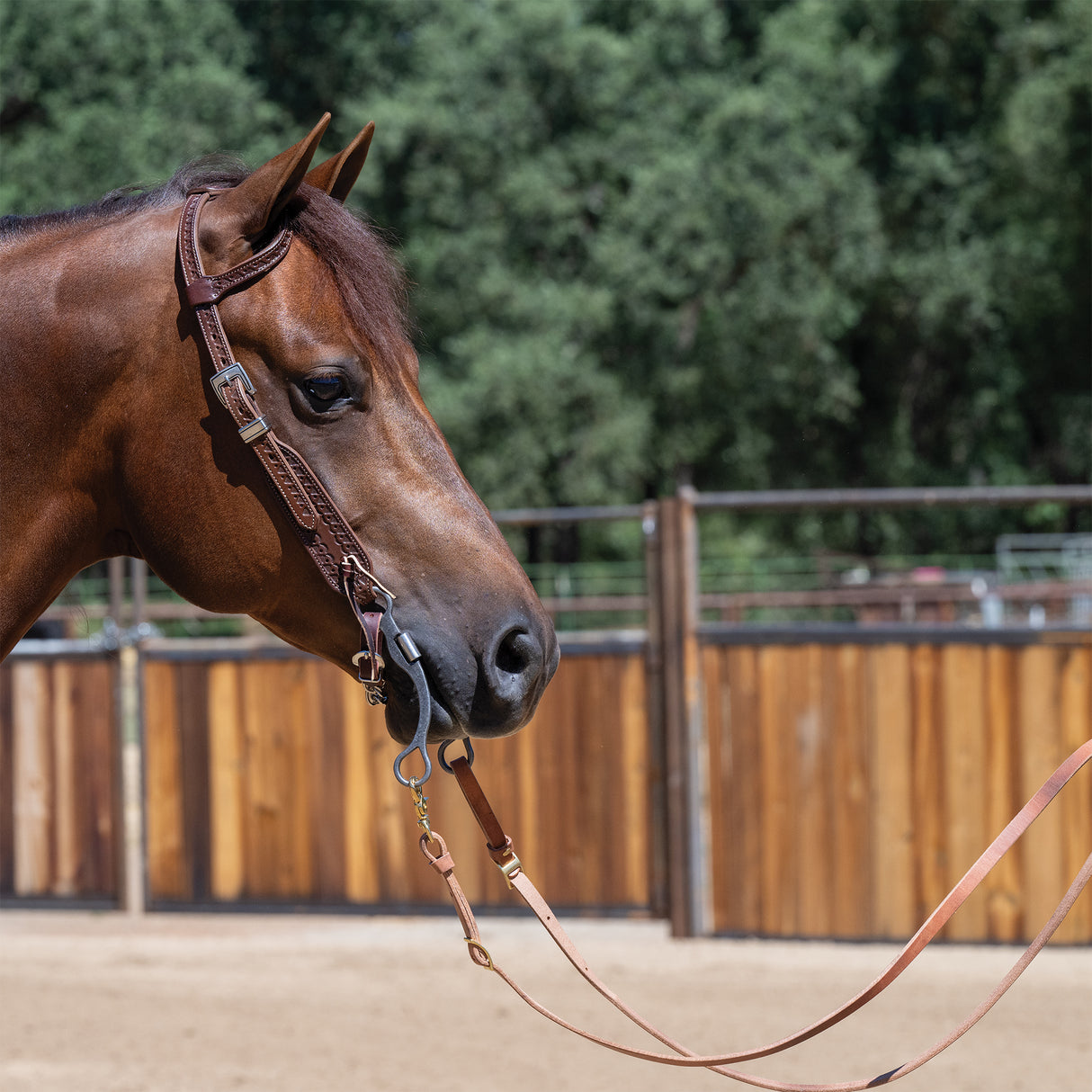 Horizons Roper Reins, 5/8"x 8