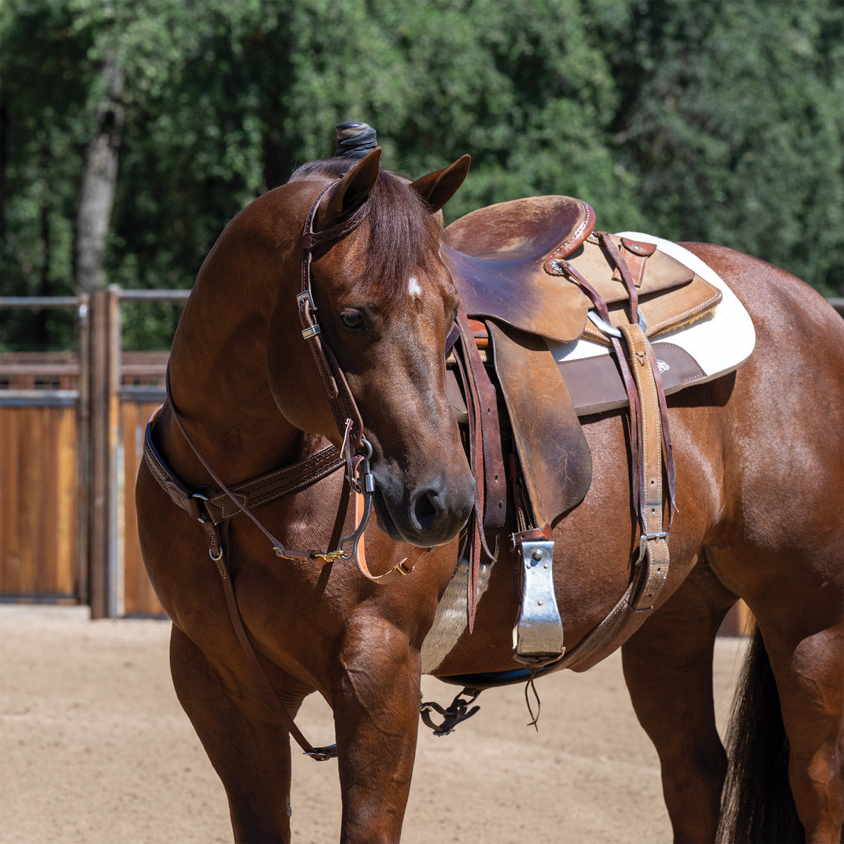 Horizons Roper Reins, 5/8"x 8