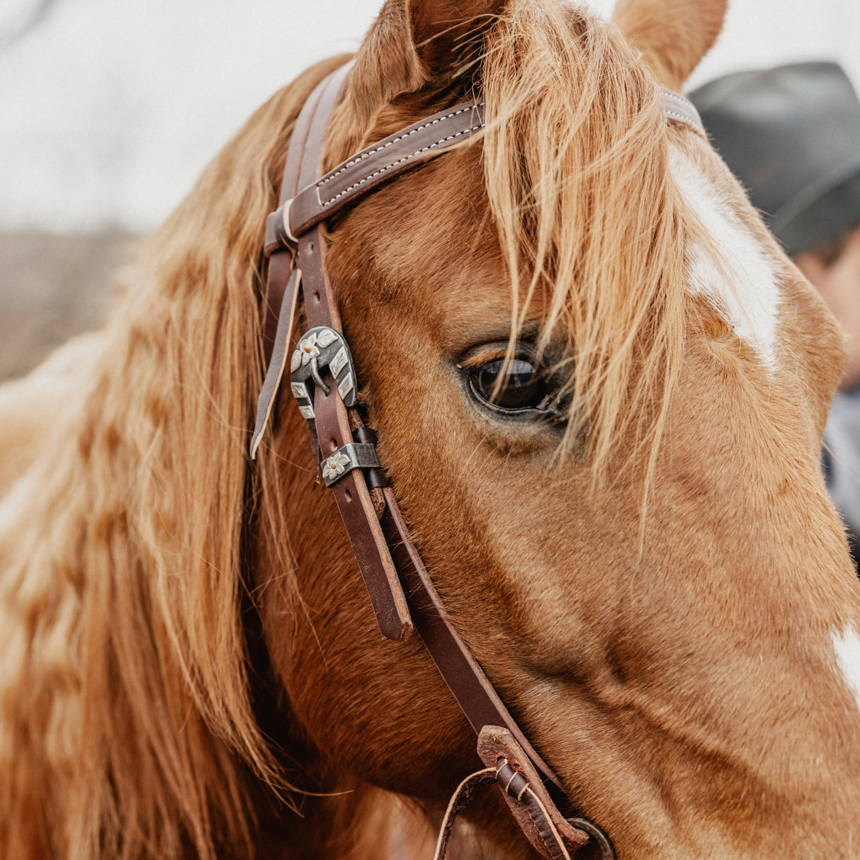 STS Ranch Signature Tack Harness Leather Browband Headstall, 3/4"