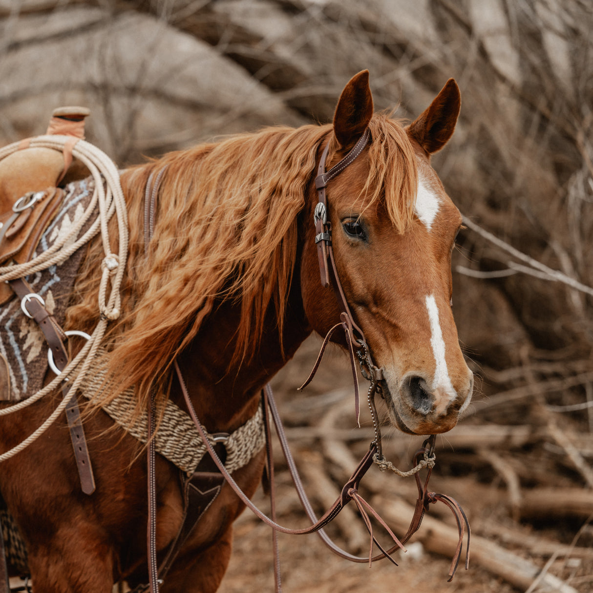 STS Ranch Signature Tack Harness Leather Sliding Ear Headstall, 3/4"