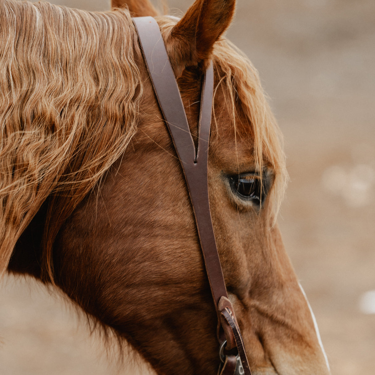 STS Ranch Signature Tack Harness Leather Split Ear Headstall, 3/4"