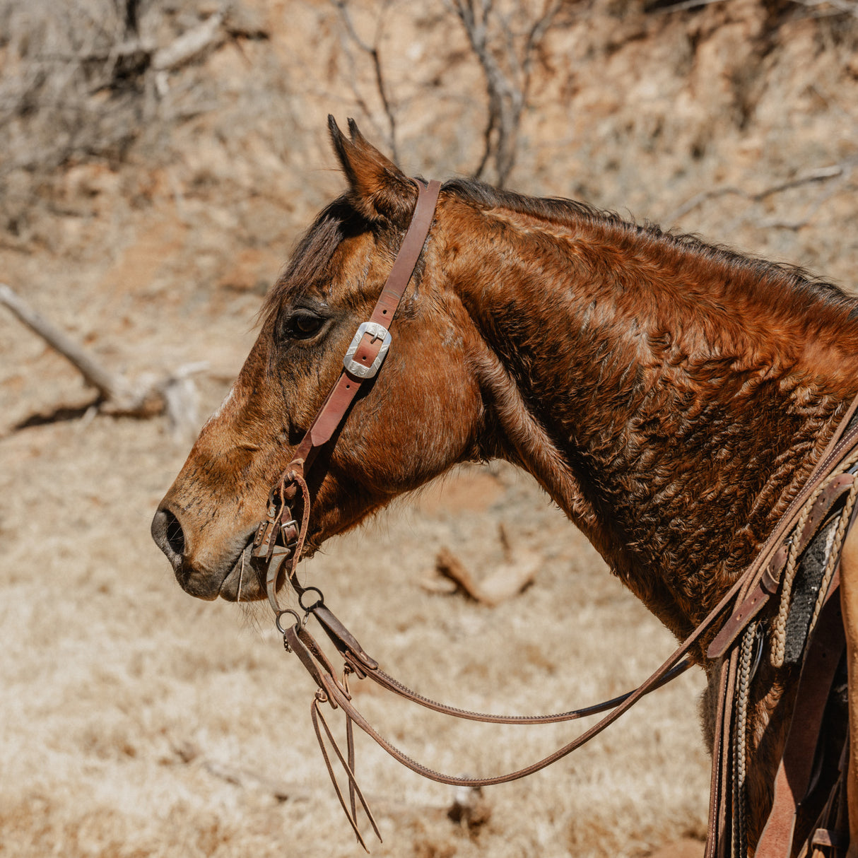 STS Ranch Signature Tack Harness Leather Split Ear Headstall, 1"