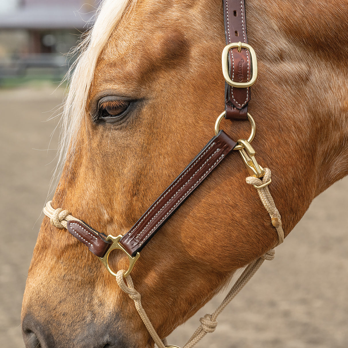 Kalley Krickeberg Leather & Rope Combination Horseman's Halter