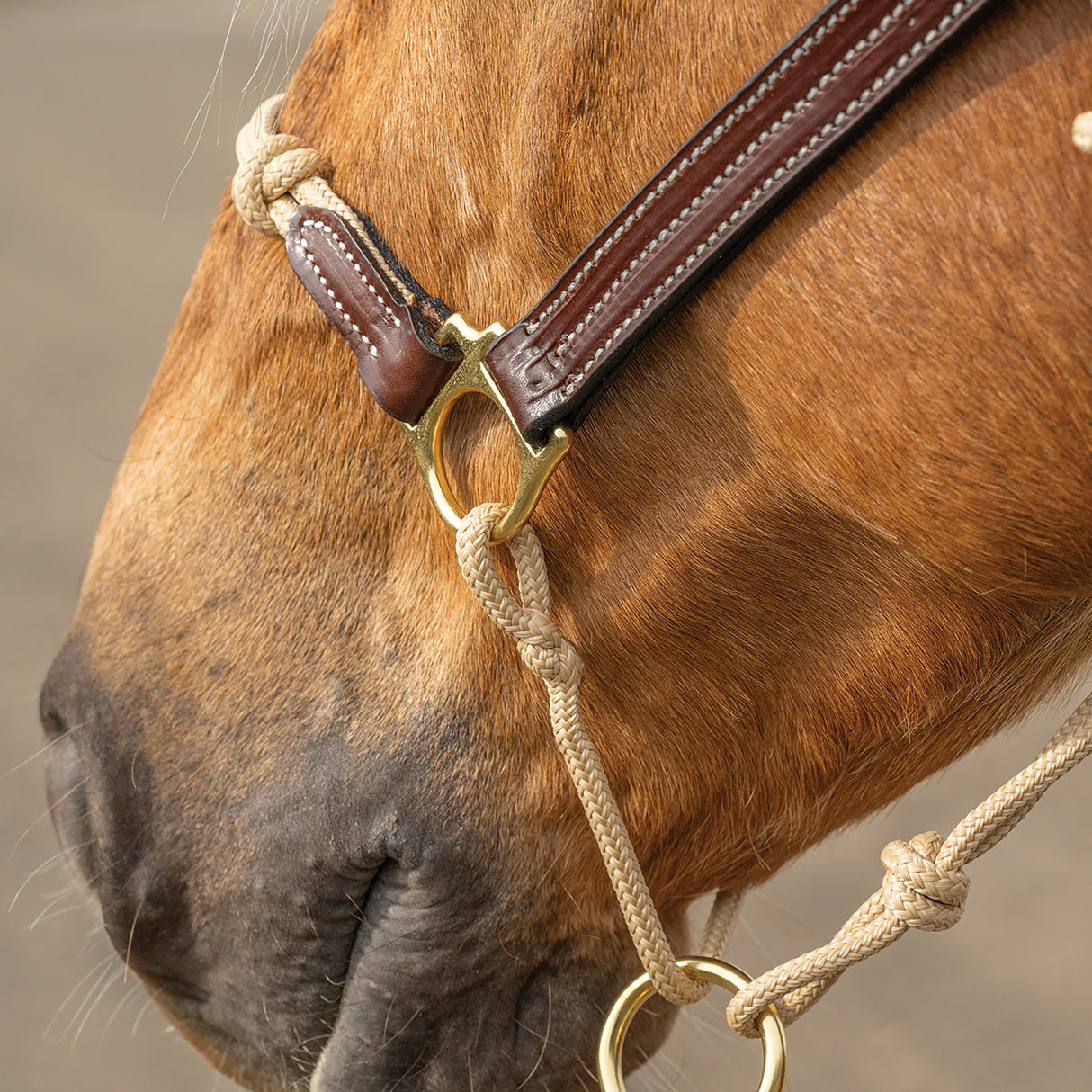 Kalley Krickeberg Leather & Rope Combination Horseman's Halter