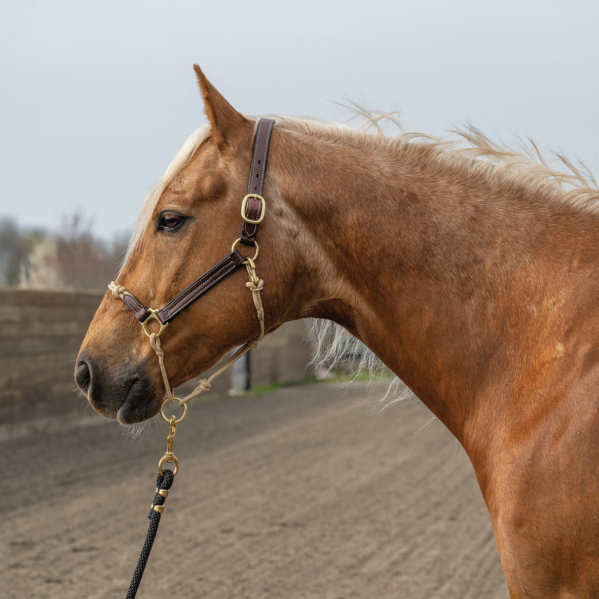 Kalley Krickeberg Leather & Rope Combination Horseman's Halter