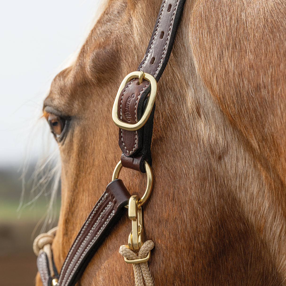 Kalley Krickeberg Leather & Rope Combination Horseman's Halter