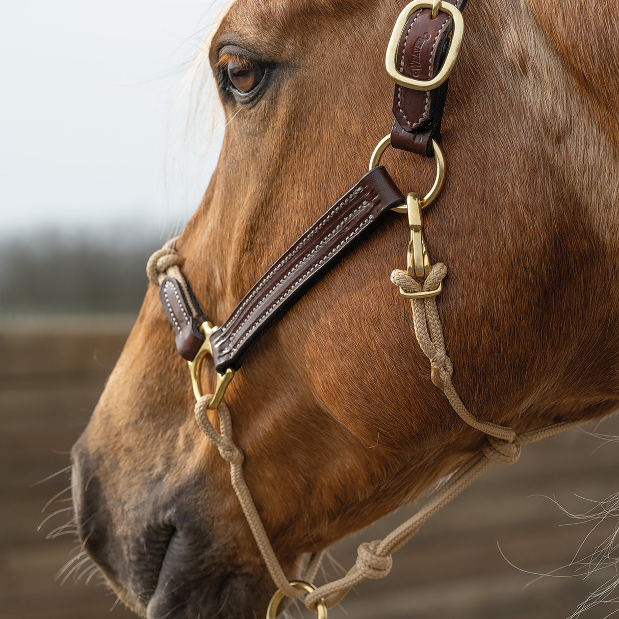 Kalley Krickeberg Leather & Rope Combination Horseman's Halter