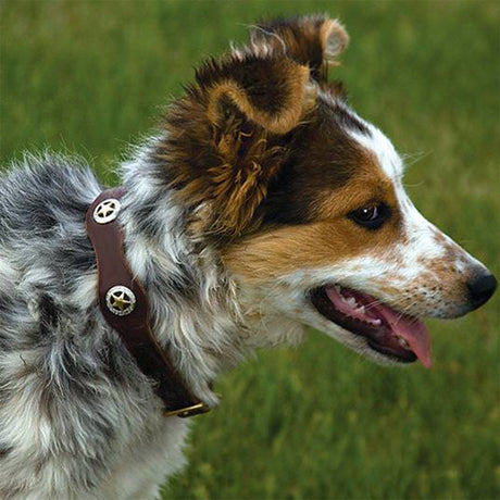 Lone Star Legend Dog Collar