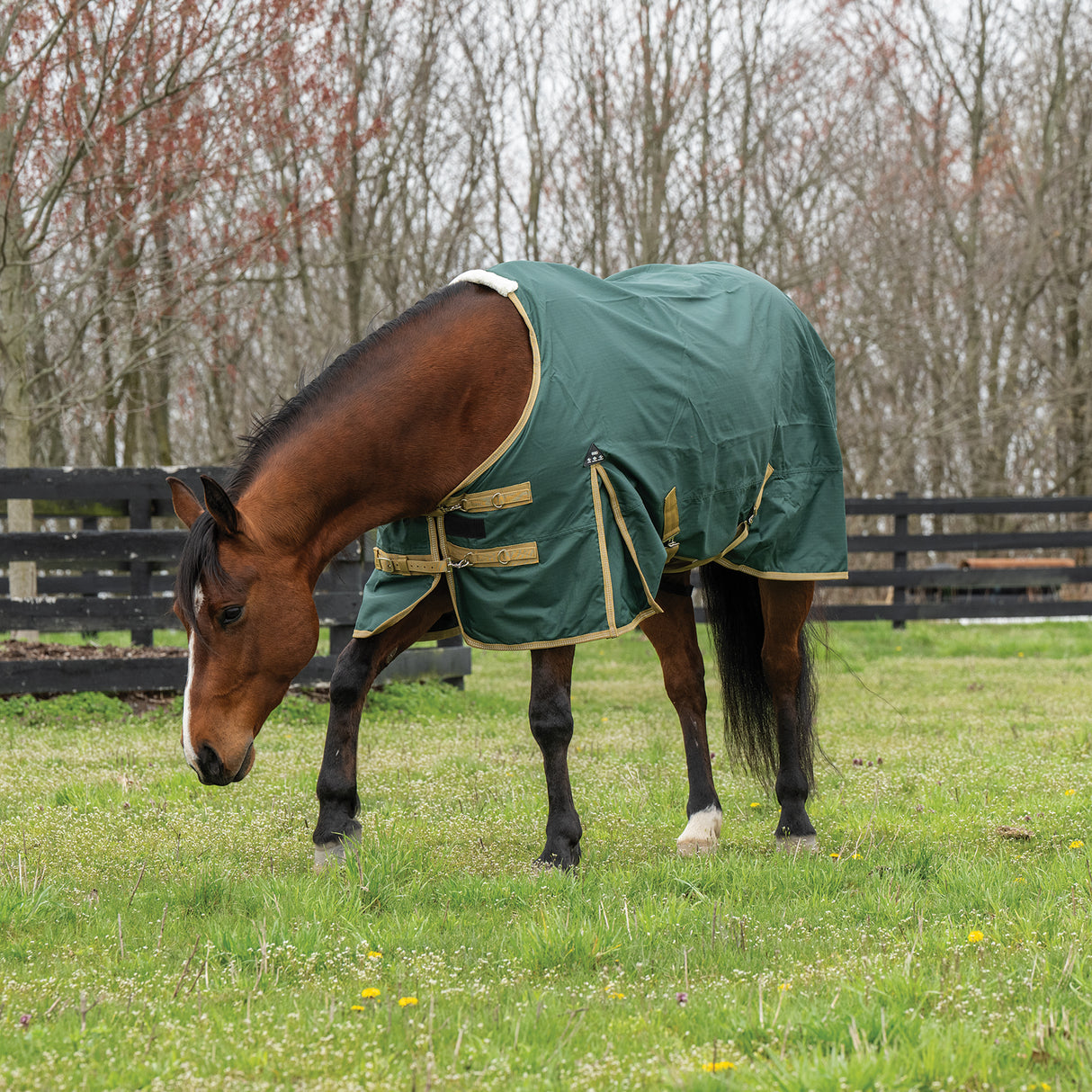 Horse Rain Sheet for Turnout, Lightweight, No Lining, 600 Denier