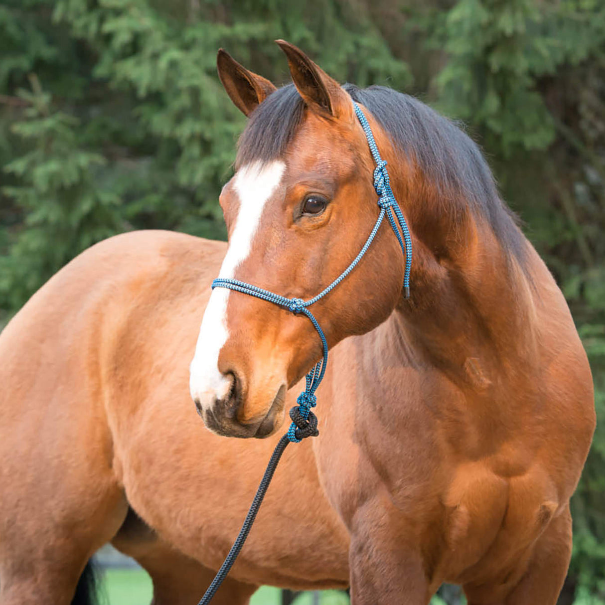 Silvertip Big Sky Rope Halter