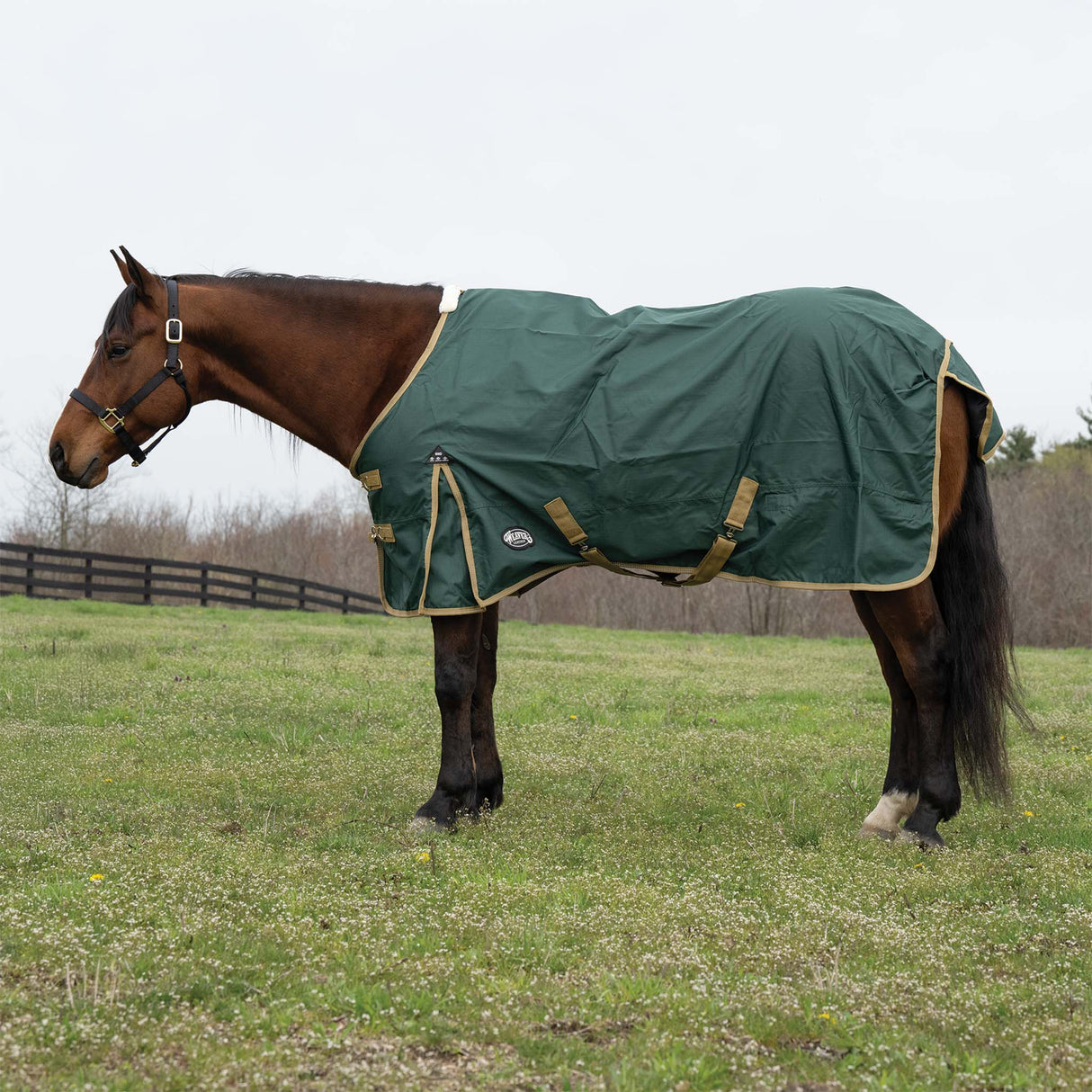 Horse wearing a green blanket standing in a grassy field.