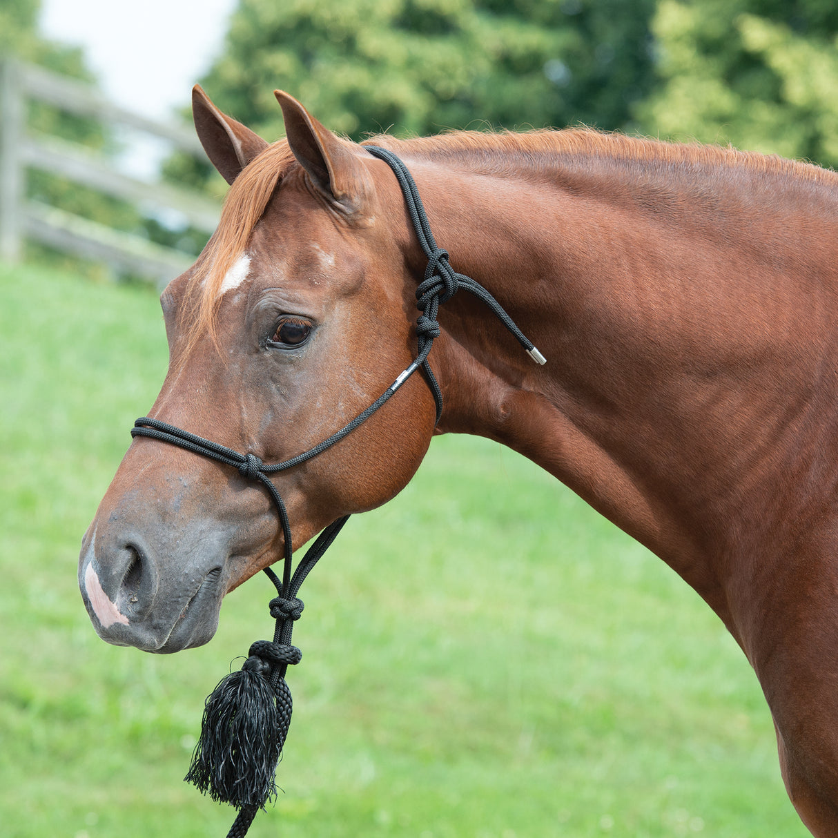 Silvertip No. 95 Rope Halter with Lead