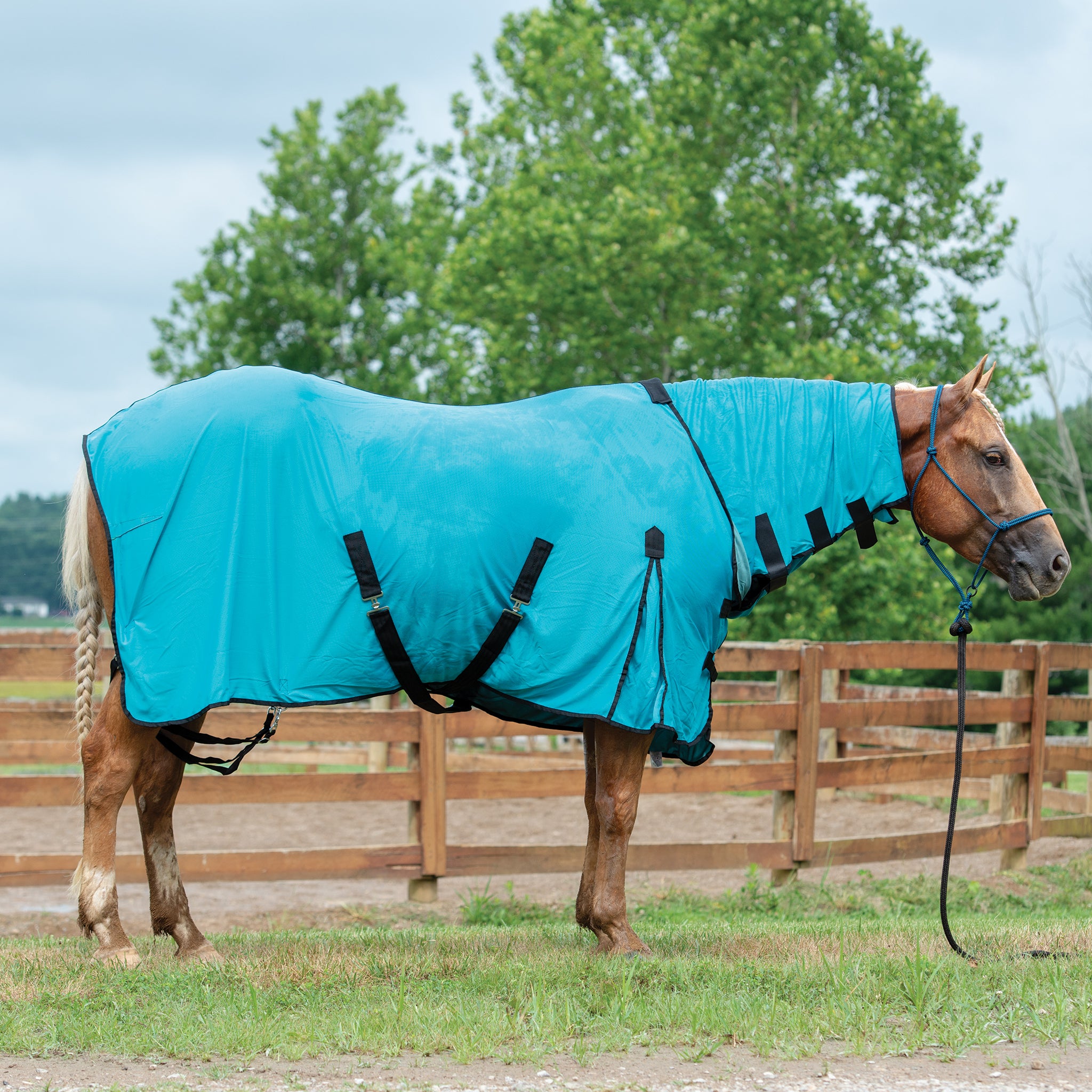 Equine Cooling Blankets Powered by Coolcore®