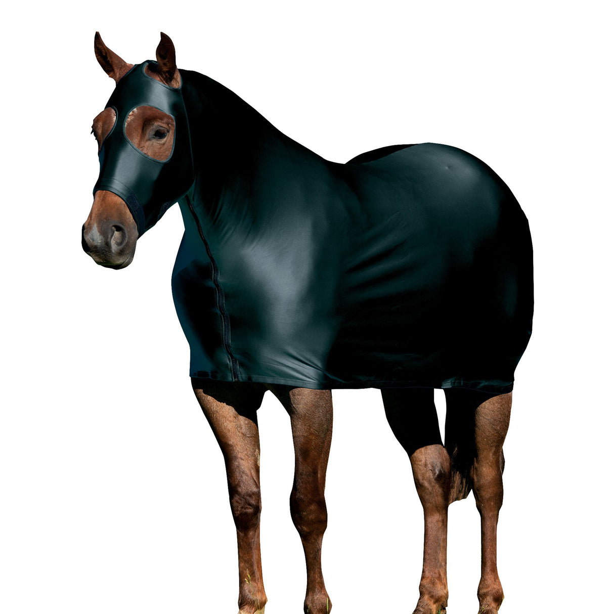 Equine Lycra® Sheets Powered by Coolcore®