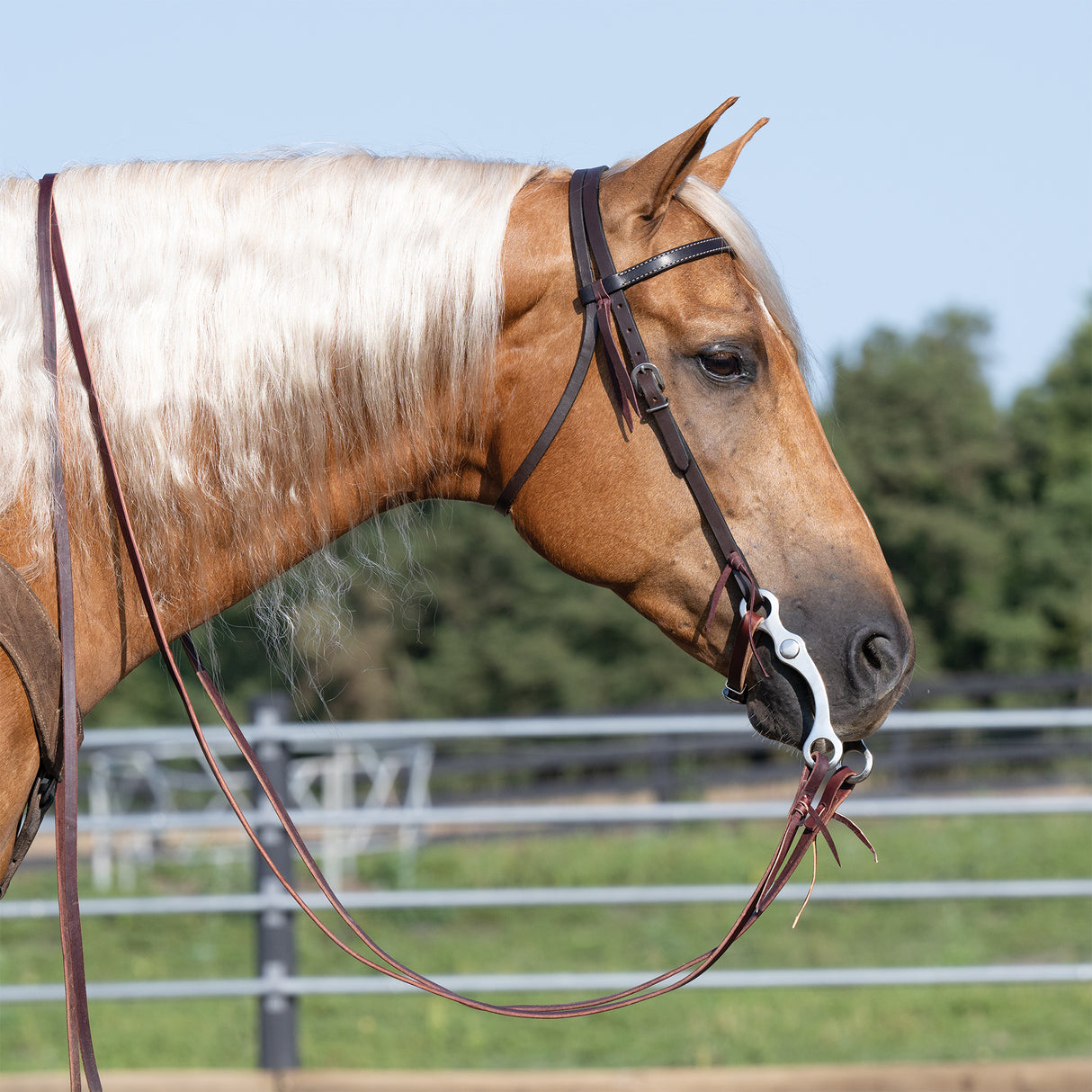 Skirting Leather Browband Headstalls, 5/8"