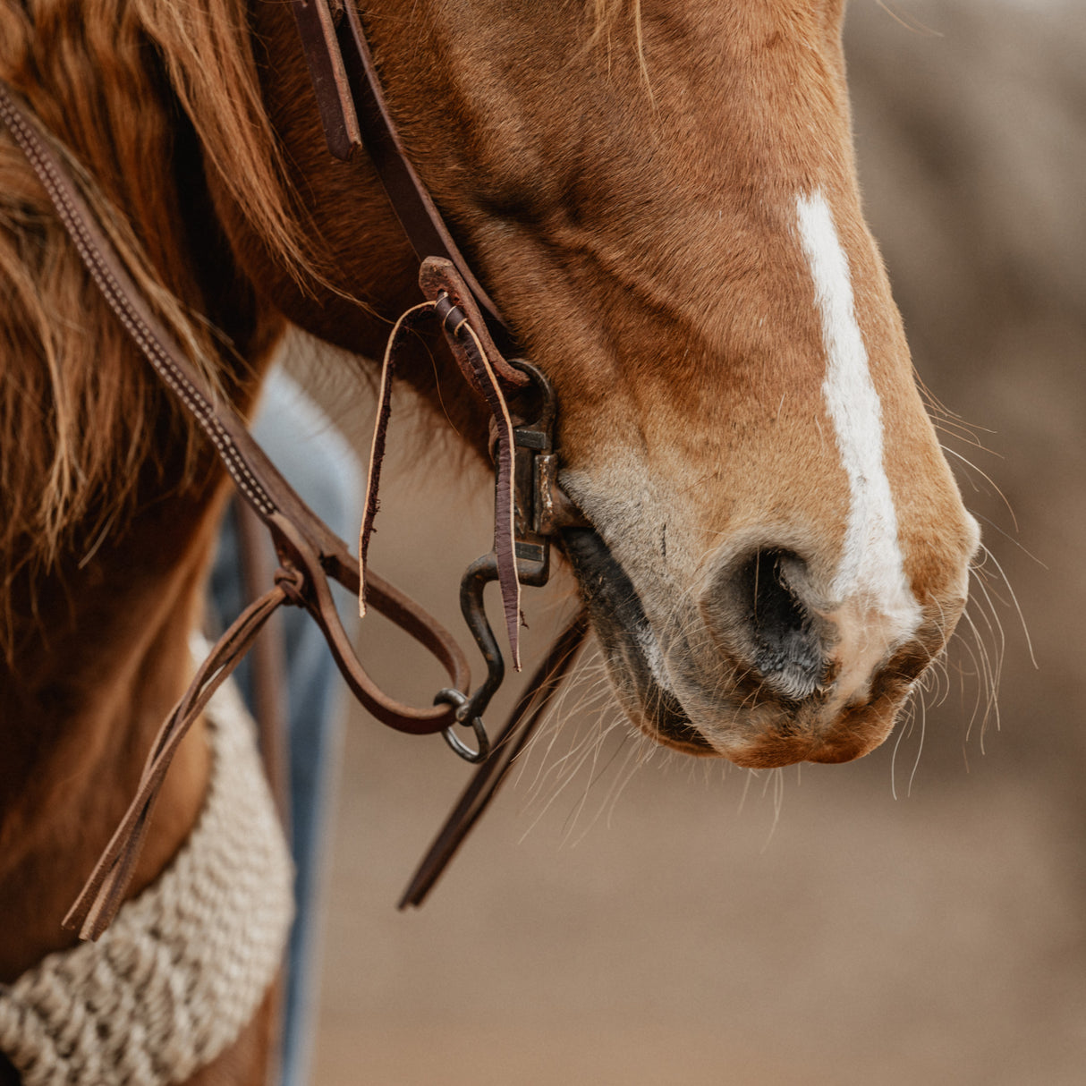 STS Ranch Signature Tack Latigo Leather Split Rein, Pineapple Knot, 8'