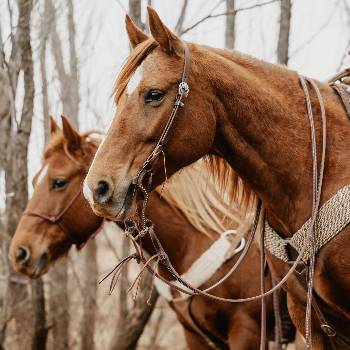 STS Ranch Signature Tack Latigo Leather Split Rein, Pineapple Knot, 8'