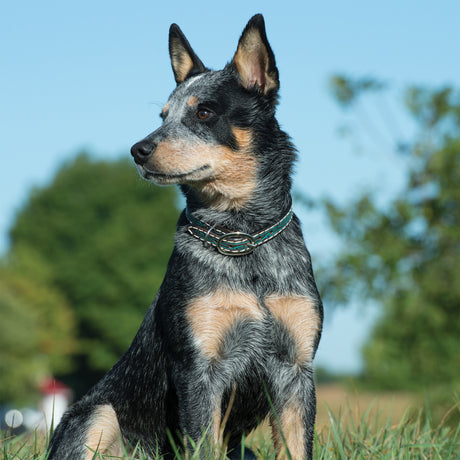 Carved Turquoise Flower Dog Collar