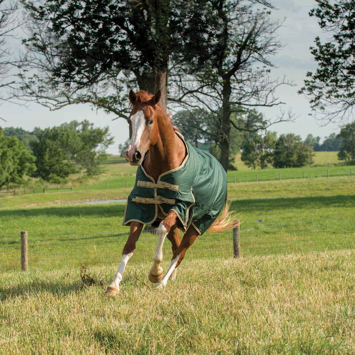 Horse running in a field wearing a green rug with trees in the background