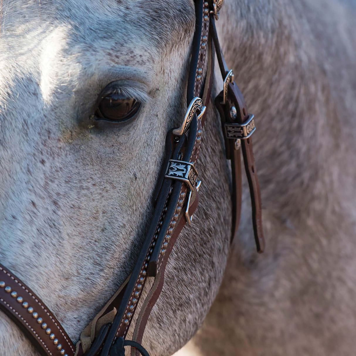 Austin Browband Headstall