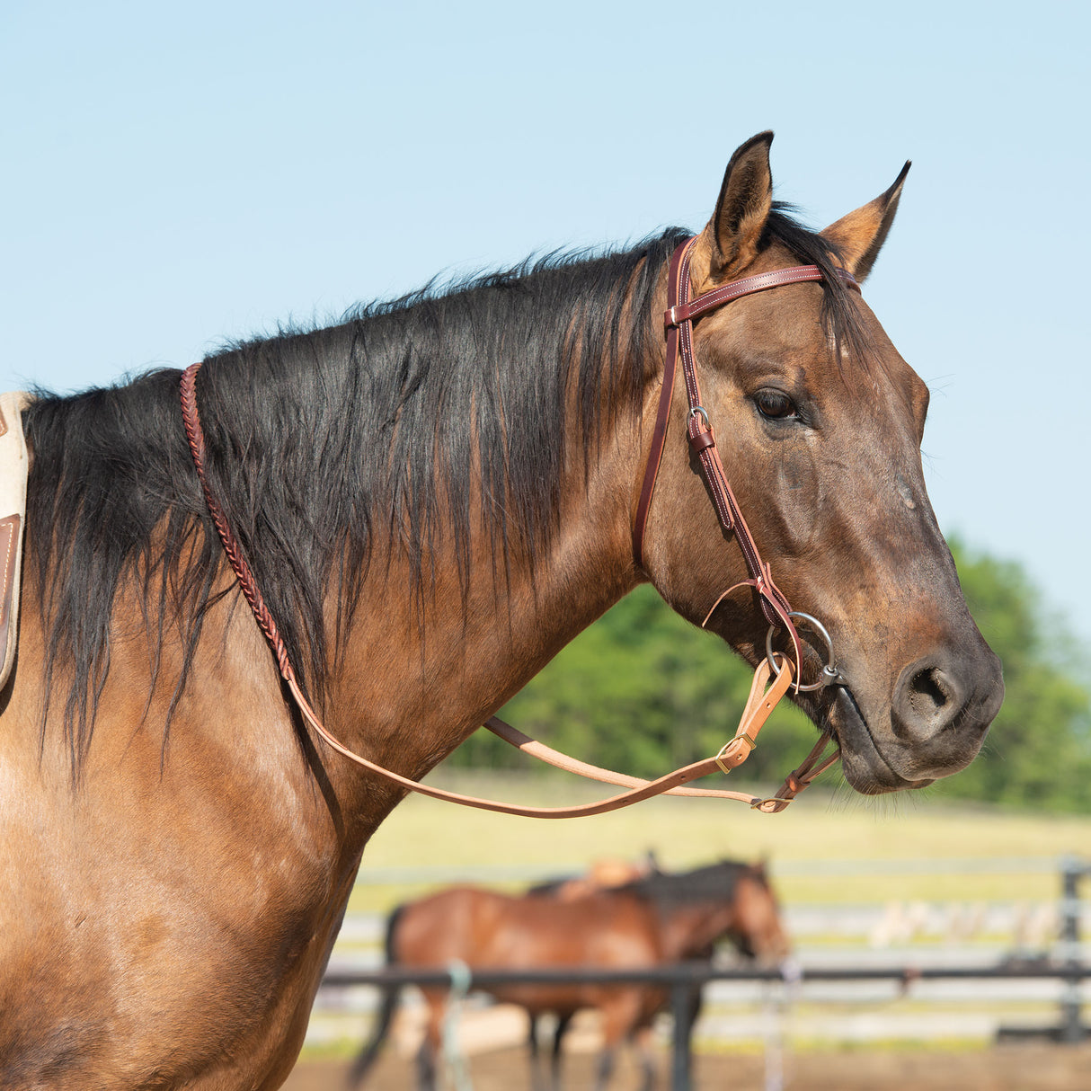 Latigo Leather Browband Headstall