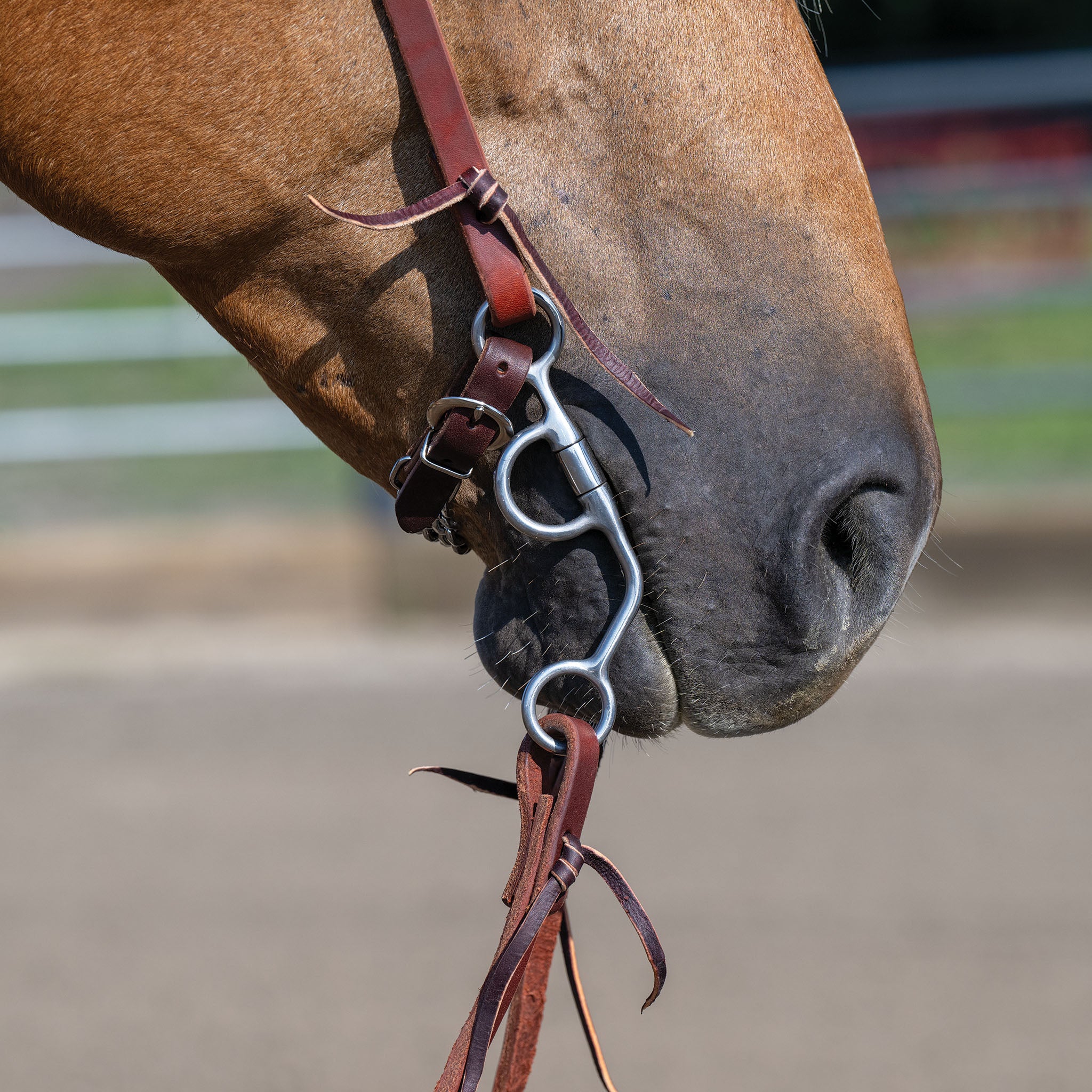 Professional Argentine Bit, 5" Sweet Iron Three-Piece Mouth