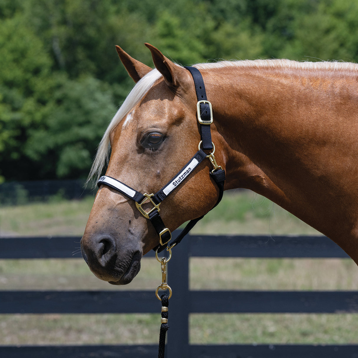 Custom Embroidered Nylon Halter, Adjustable