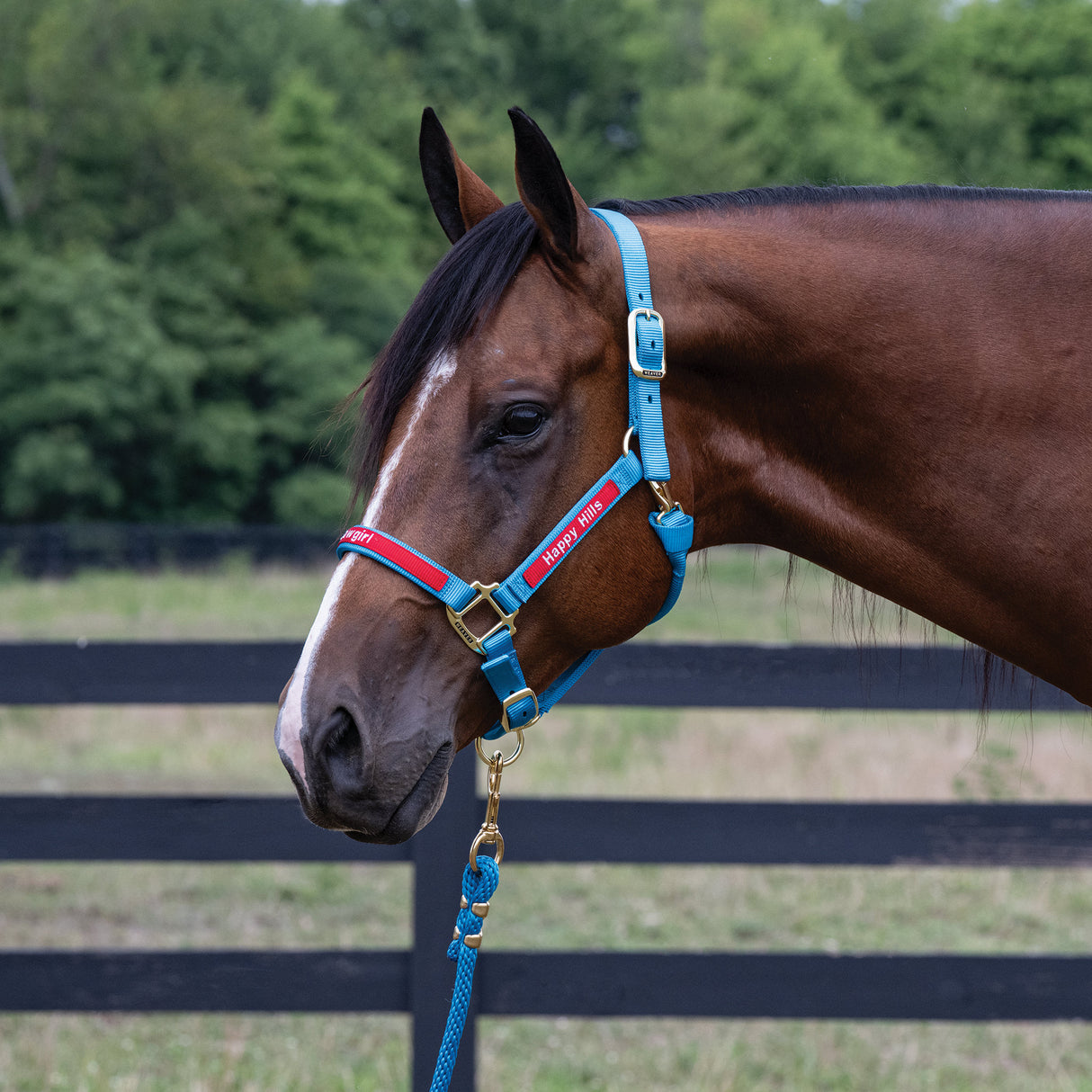 Custom Embroidered Nylon Halter, Adjustable
