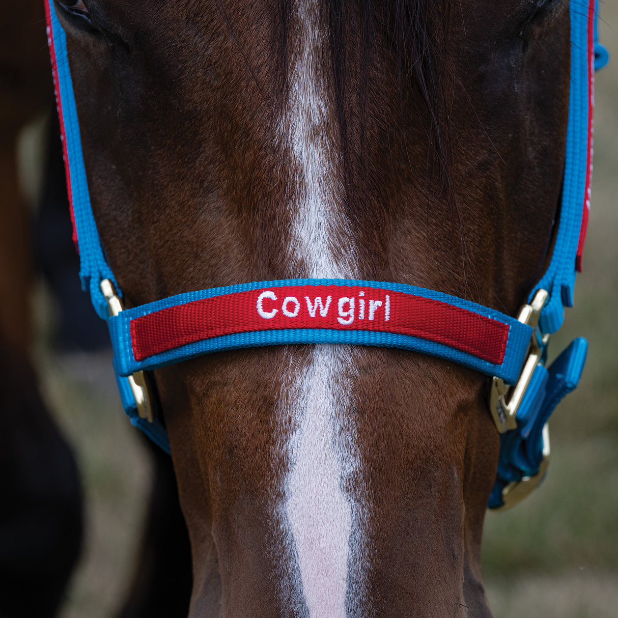 Custom Embroidered Nylon Halter, Adjustable