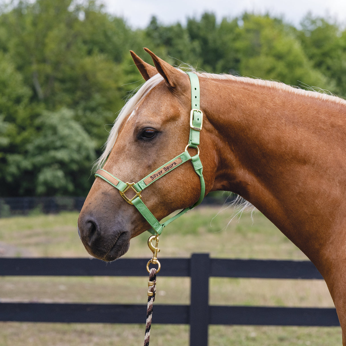 Custom Embroidered Nylon Halter, Non-Adjustable