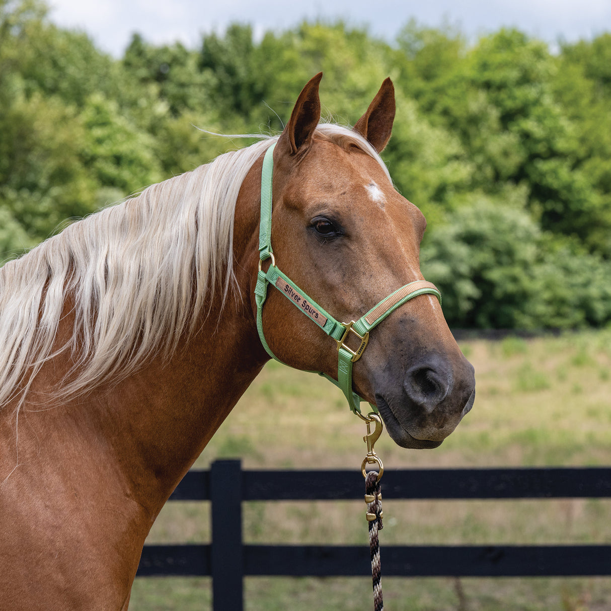Custom Embroidered Nylon Halter, Non-Adjustable