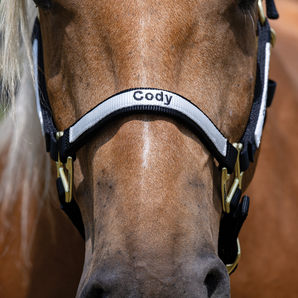 Custom Embroidered Nylon Halter, Non-Adjustable