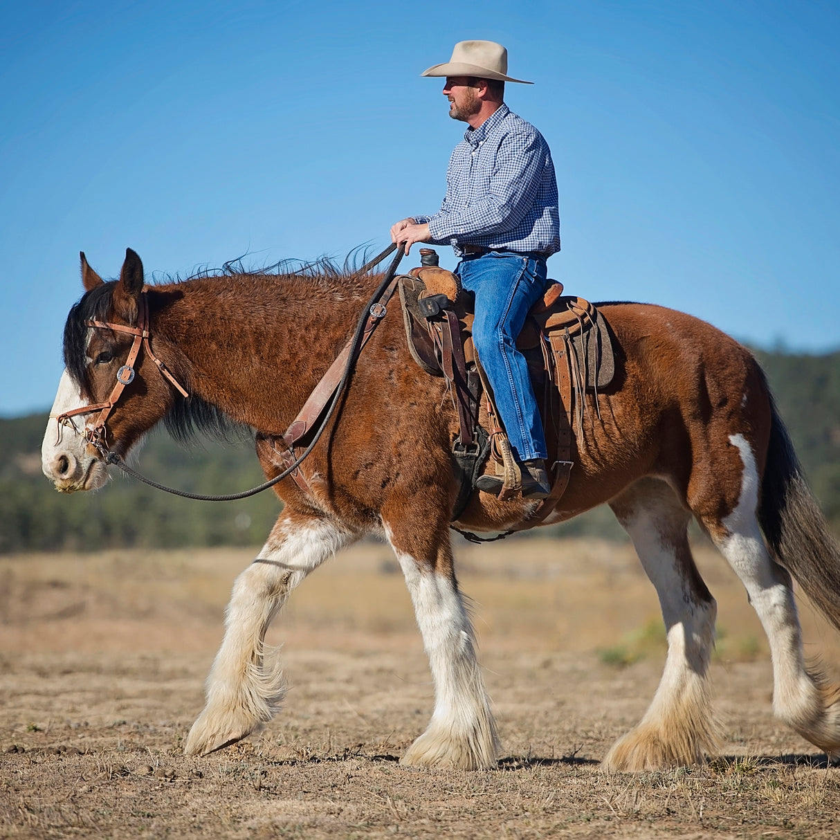 Justin Dunn Bitless Bridle, Draft