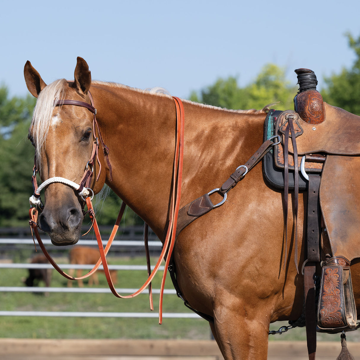 Deluxe Latigo Leather Side Pull, Double Rope