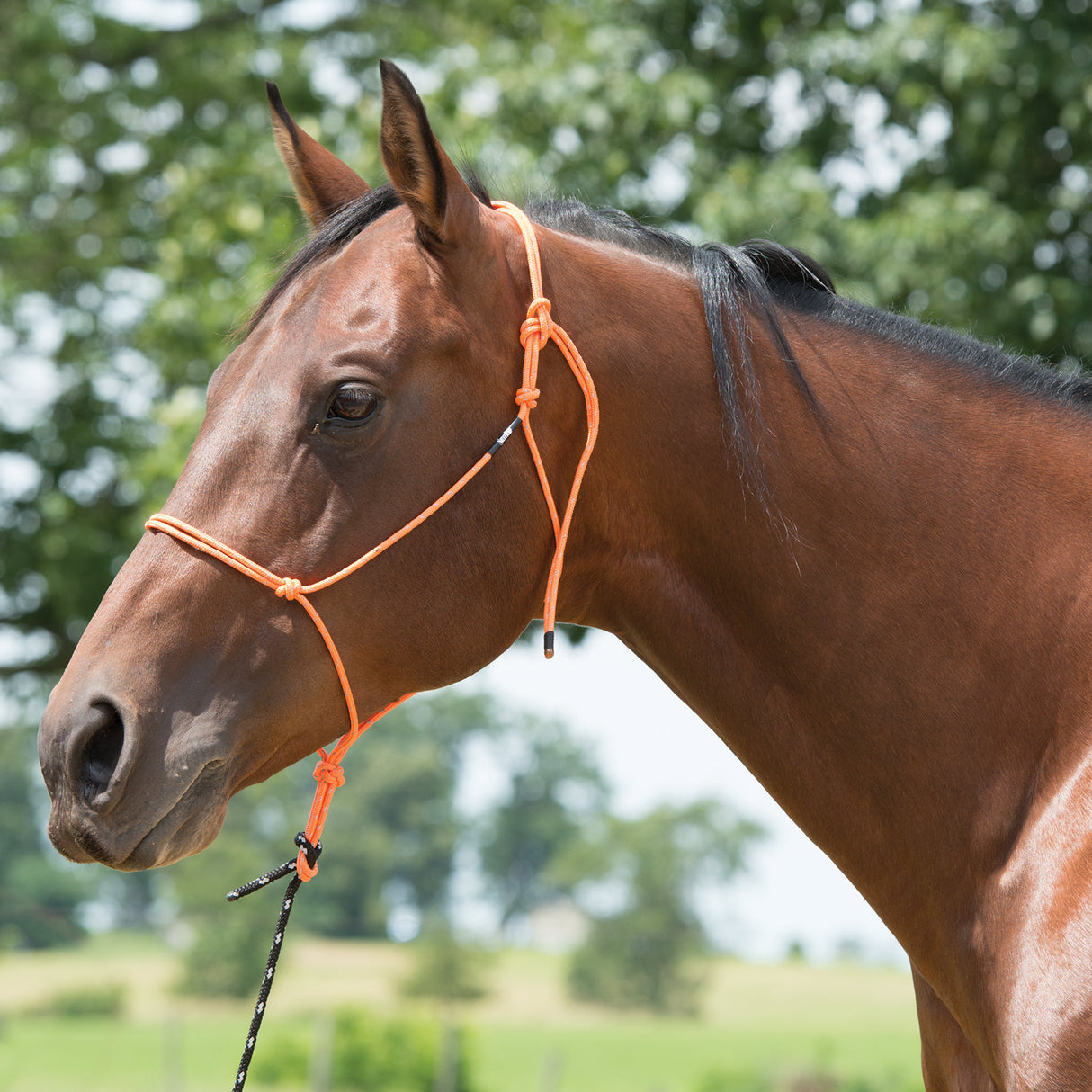 Silvertip Reflective Rope Halter