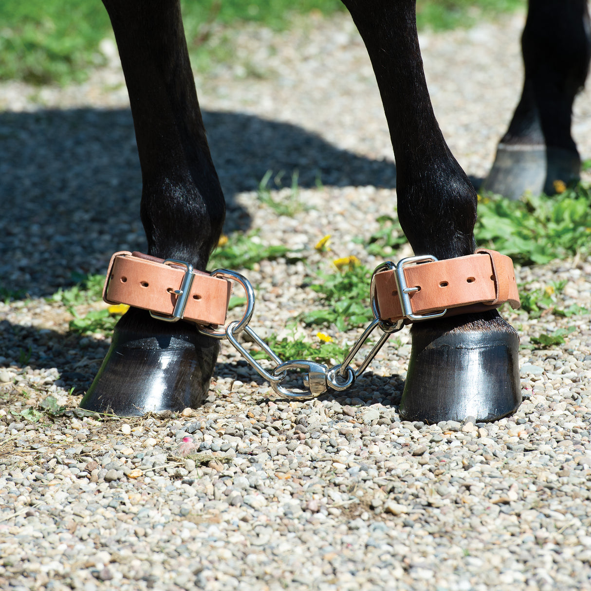 Heavy-Duty Hobble, Leather