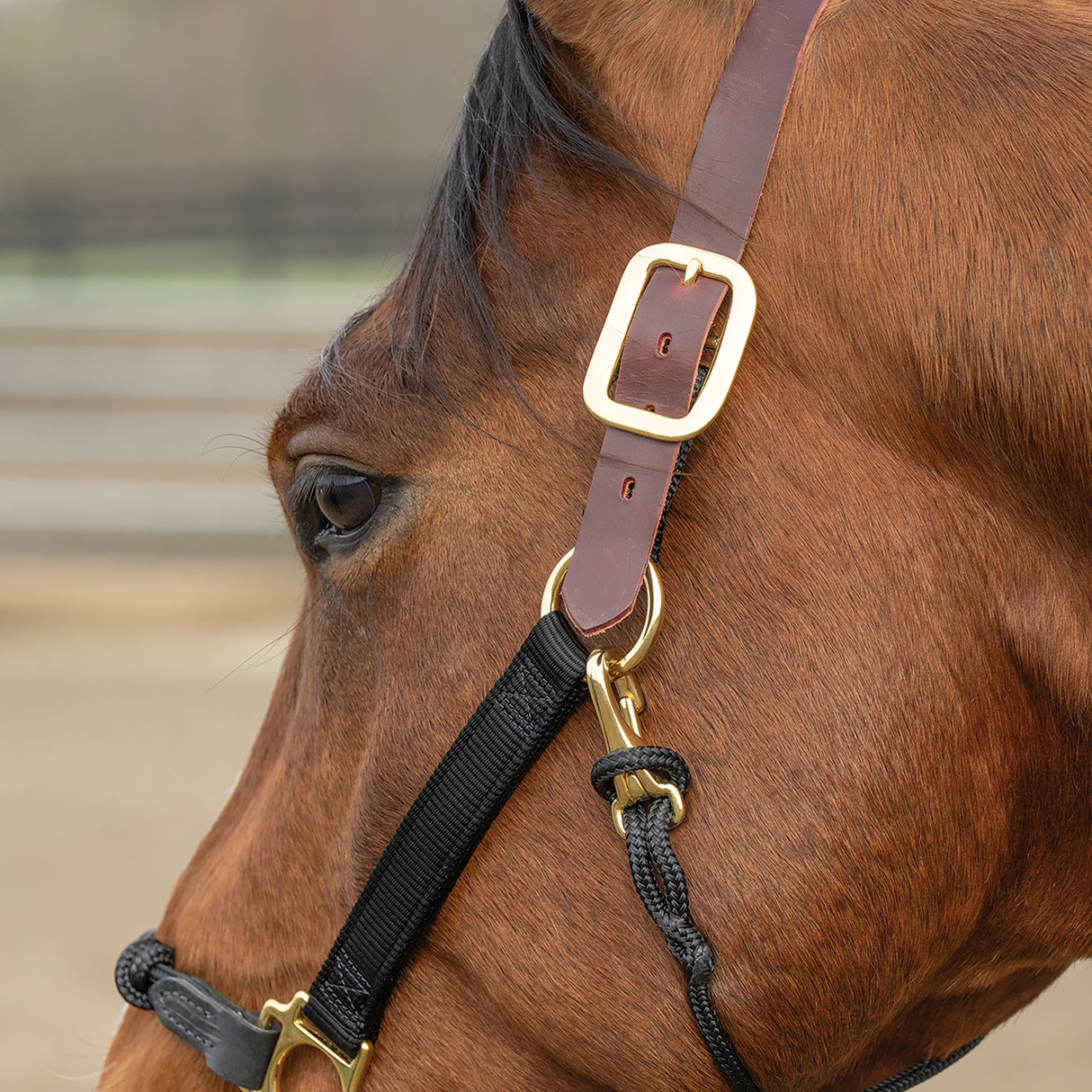 Kalley Krickeberg Breakaway Horseman's Halter, Nylon, Leather & Rope Combination Horse Halter