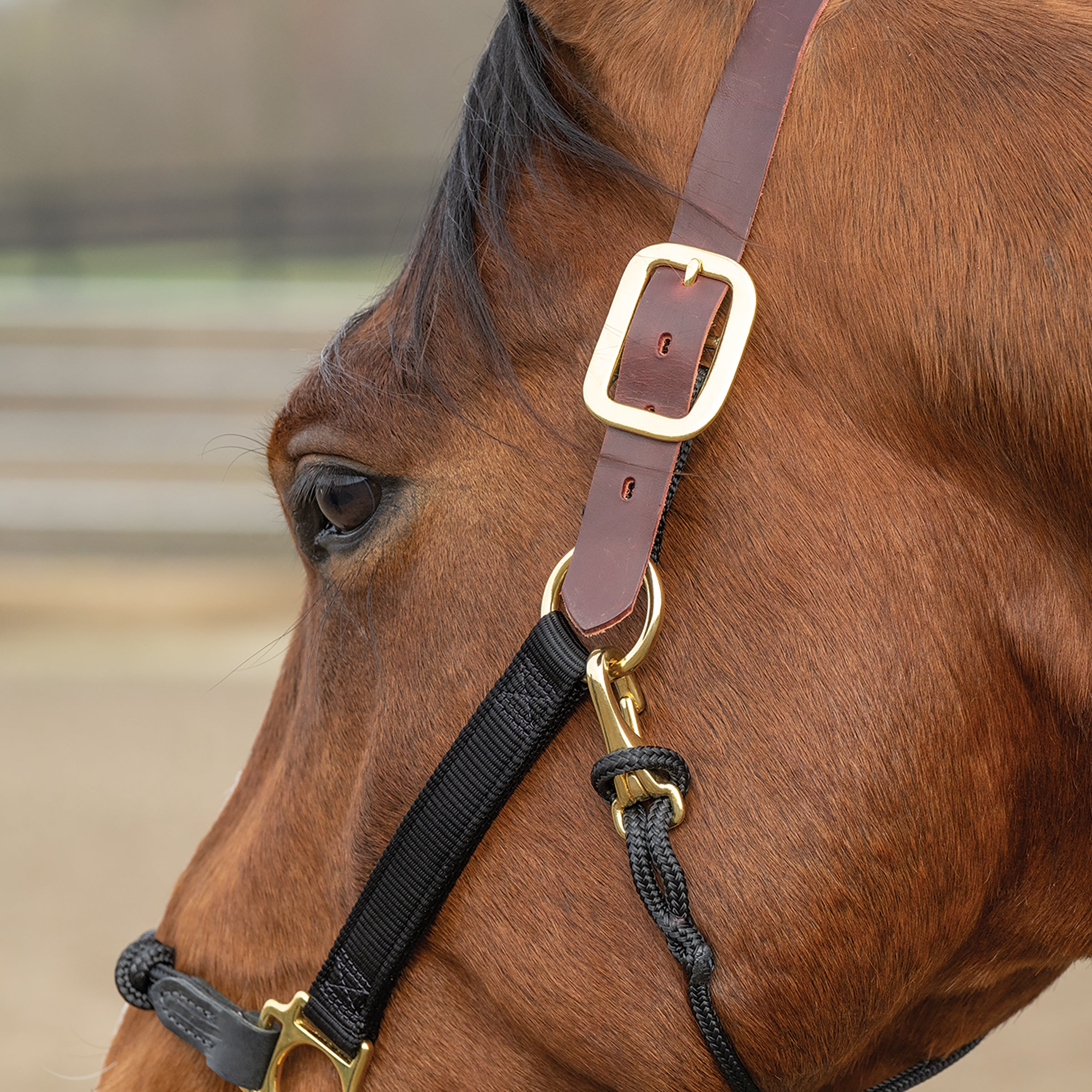 Kalley Krickeberg Breakaway Horseman's Halter, Nylon, Leather & Rope Combination Horse Halter