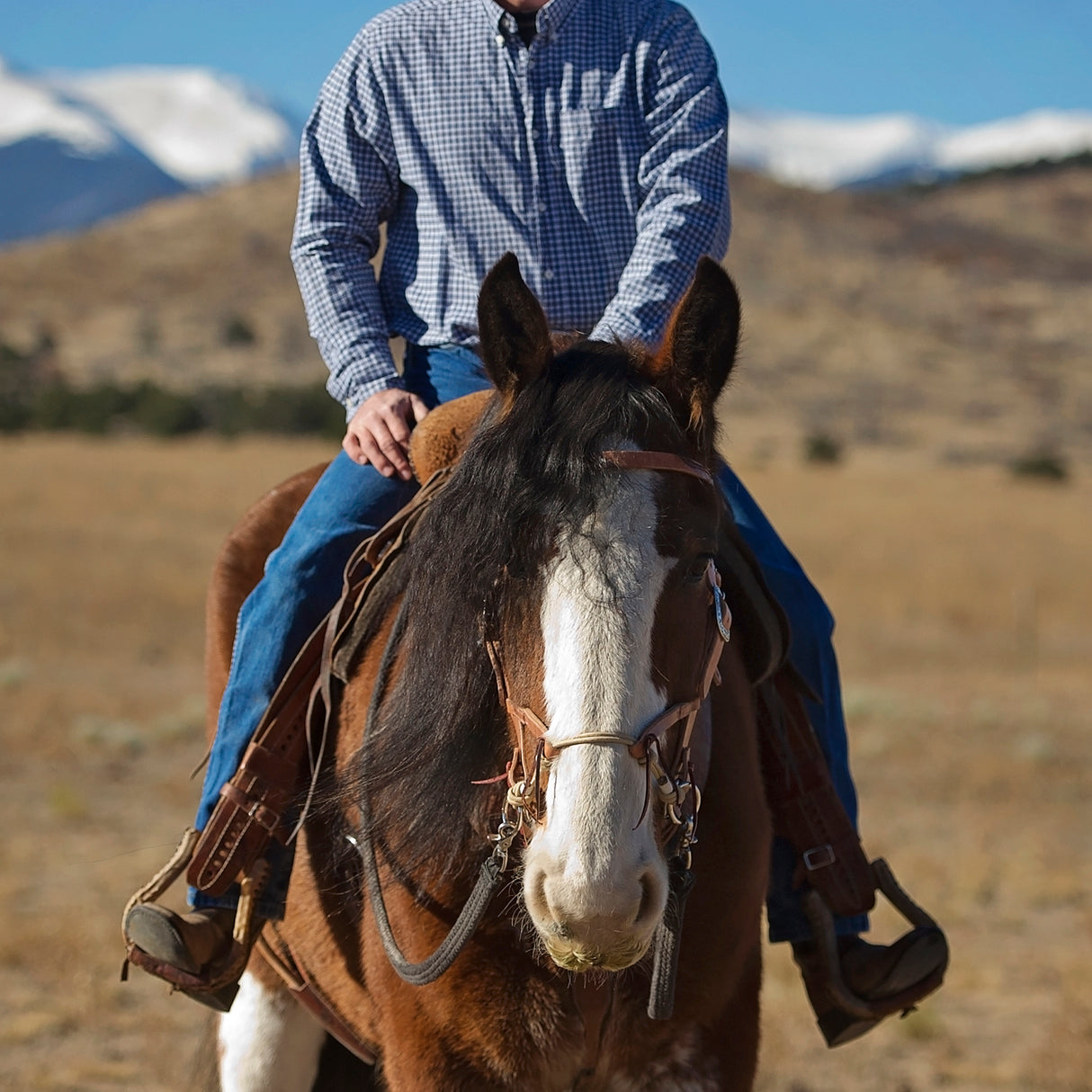 Justin Dunn Bitless Bridle, Draft