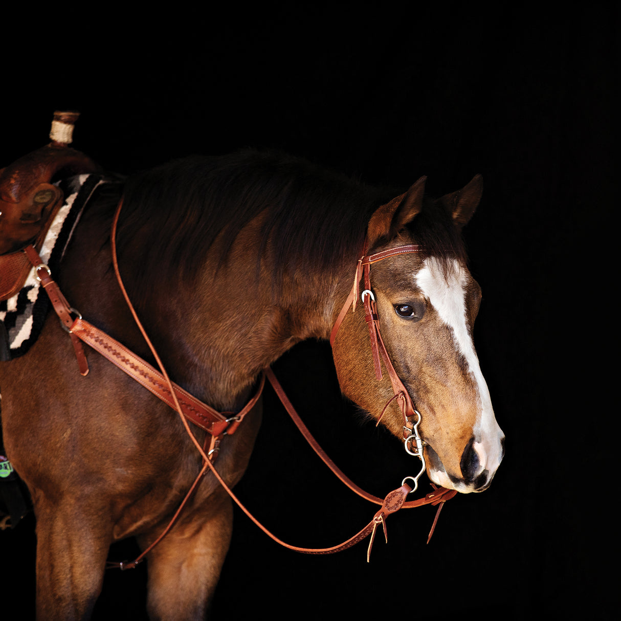 Barbed Wire Browband Headstall