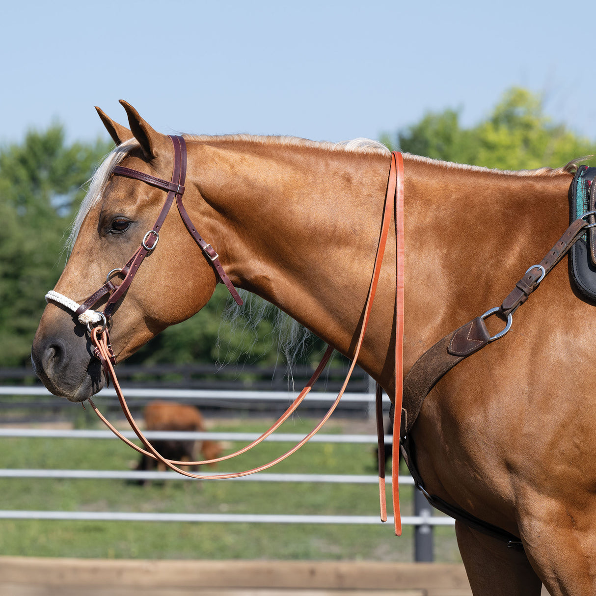Deluxe Latigo Leather Side Pull, Double Rope
