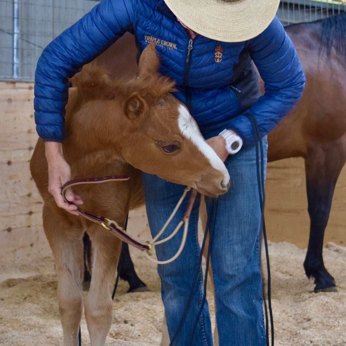 Kalley Krickeberg Foal Horseman's Halter